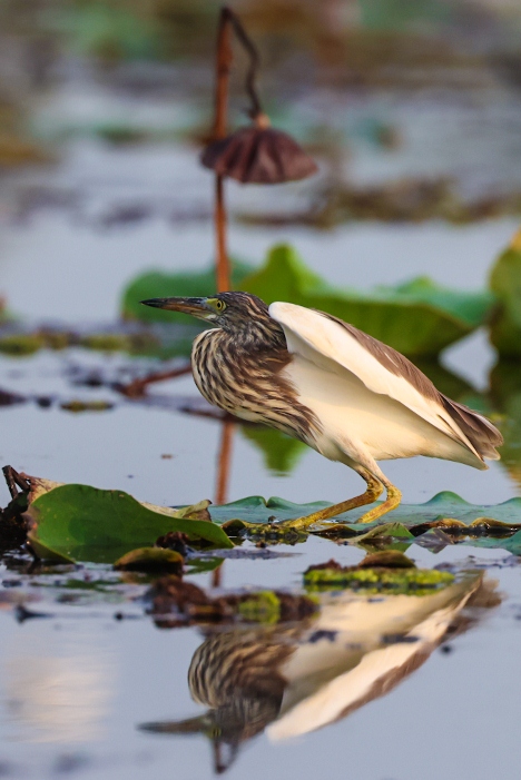 Exploration du parc national de Tram Chim-Ramsar-Dong Thap-oiseau